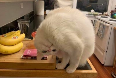 17 Photos of Cats to Delight & Entertain You