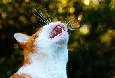 What Does It Mean When a Cat Yowls?