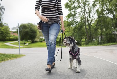 How to Politely Tell Strangers Not to Pet Your Dog