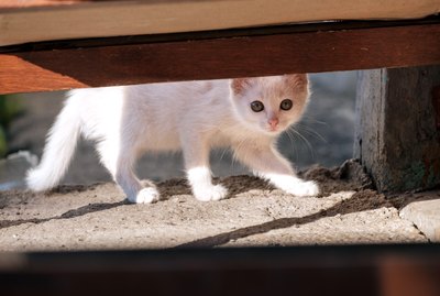 Can Cats & Dogs Predict Earthquakes?