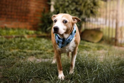 7 Common Dog Myths, Debunked