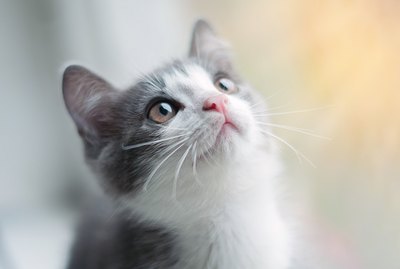 When Do Kittens Open Their Eyes?