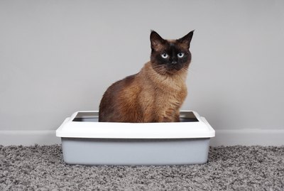The 10 Best Natural Cat Litters For Your Natural Cat