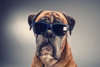 18 GIFs of Boxers Doing What They Do Best