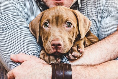 Why Do People Keep Pets?