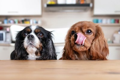 Can Dogs Eat Chicken Nuggets?