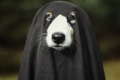 101 Horror Movie Names For Dogs