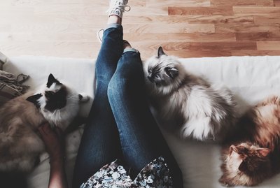 How to Keep The Peace in a Multi-Cat Household