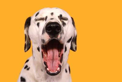 What Are The Different Meanings of Dog Yawns?