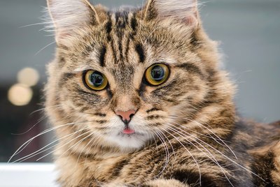How Often Do Cats Poop?