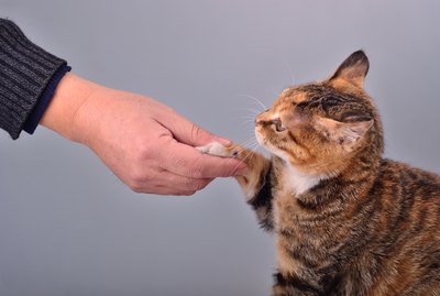 How to Train Your Cat to Shake Hands