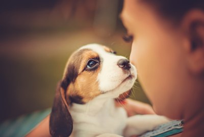 7 Questions To Ask Yourself Before Adopting a Puppy