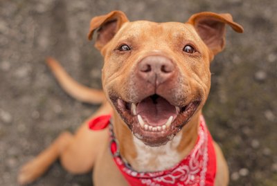 Can Dogs Smile?