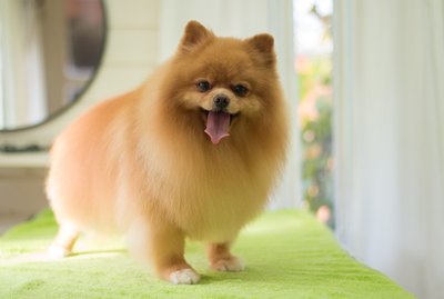 Remedies For Canine Razor Burn