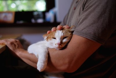 Why Does My Cat Prefer My Boyfriend?