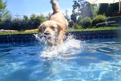 How to Introduce Your Dog to Swimming
