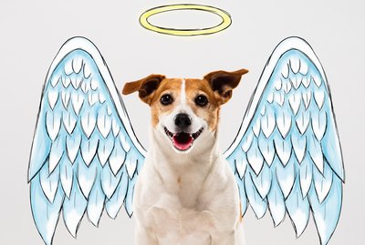 34 Ways Your Dog is a Better Person Than You