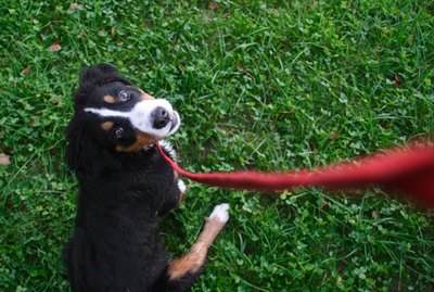 How to Leash Train Your Dog