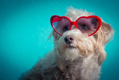 Are Dogs' Personalities Based More on Nature or Nurture?