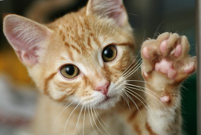 Can Cats Be Right-Pawed or Left-Pawed?