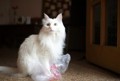 Why Are Cats Obsessed With Plastic Bags?