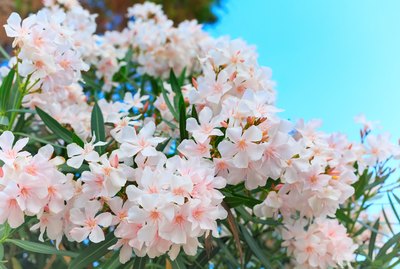 Is Oleander Poisonous to Cats And Dogs?