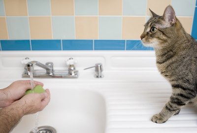 Why is My Cat Eating Soap?