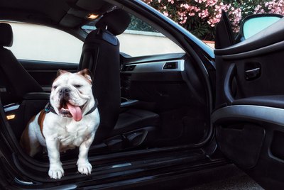 Can Dogs Get Carsick?