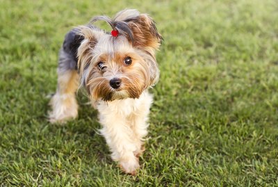 Ideas for Yorkie Haircuts
