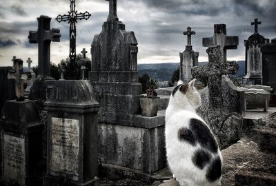 108 Spooky and Mysterious Cat Names