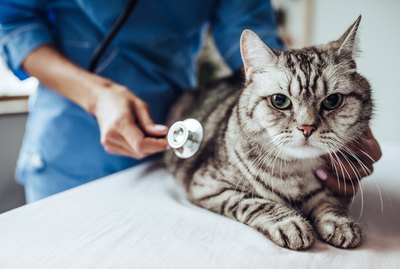 Symptoms & Treatment of Pancreatitis in Cats