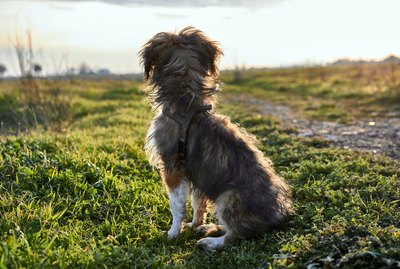 What Should I Do With a Deceased Pet's Belongings?