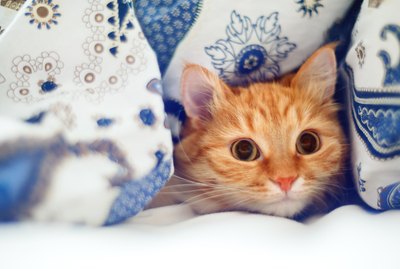 Can Cats Smell Cancer In Humans?