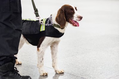 How Are Detection Dogs Trained?