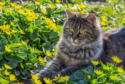 How To Safely Keep Cats Out of Your Garden