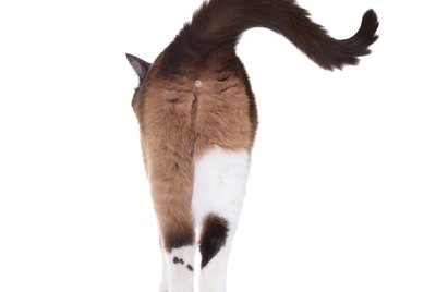 Why Do Cats Lick Their Own Butts?