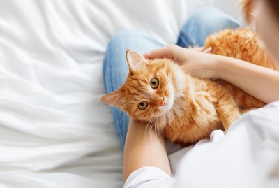 Why Do Cats Like To Cuddle?