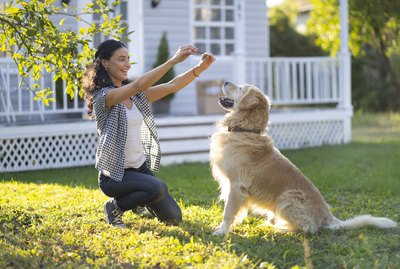 Can Dogs Be Bilingual?