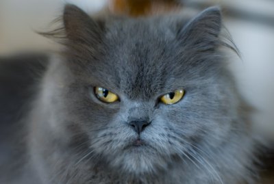 5 Things You're Doing That Make Your Cat Angry