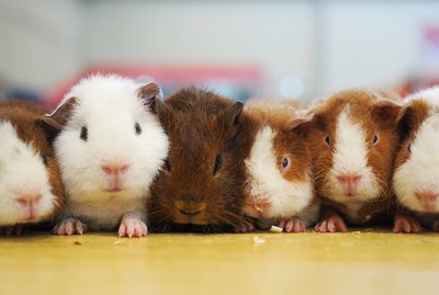 Do Guinea Pigs Make Good Pets?