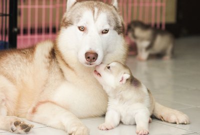 How Will the Male Dog React to the Newborn Puppies?