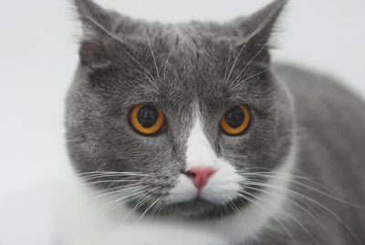 How To Give A Cat Medicine