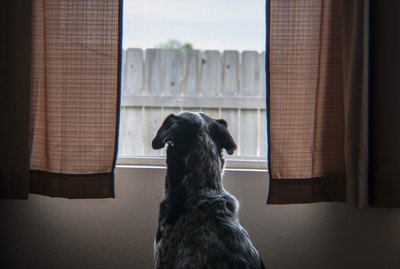 14 Things You Know When You Live in an Apartment With Your Dog