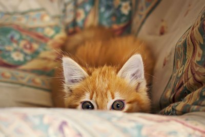 Why Do Cats Pounce?