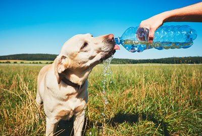 Can Dogs Drink Sparkling Water?