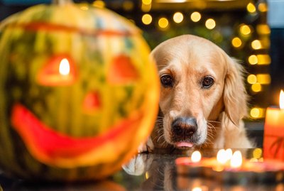 How to Give Your Cat or Dog a Safe and Happy Halloween