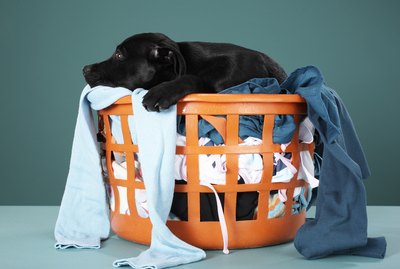 Is Borax Safe For Pets?