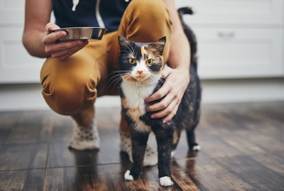 Why Does My Cat Eat One Piece of Food and Walk Away?