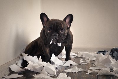 When Do Puppies Calm Down?