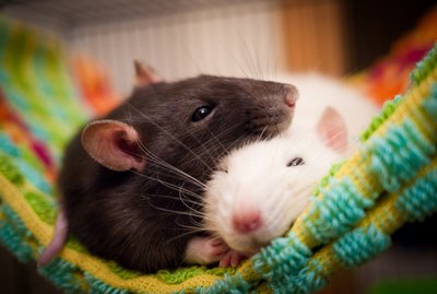 Do Rats Make Good Pets?
